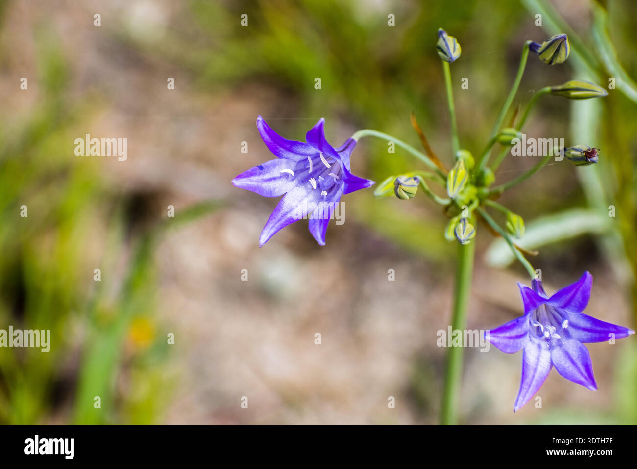 Close up of Ithuriel's spear (Triteleia laxa) blooming on the hills of south San Francisco bay area, Santa Clara county, California Stock Photo