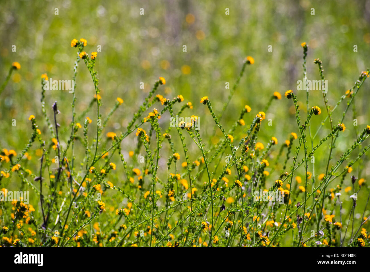 Fiddleneck (Amsinckia tesselata) wildflowers blooming on a meadow