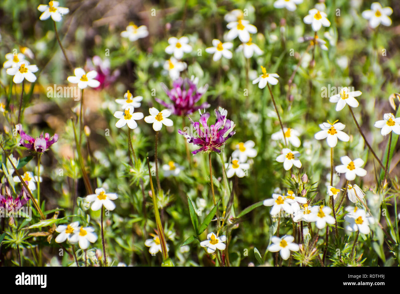 Variable Linanthus (Leptosiphon parviflorus) and Few-flowerered clover (Trifolium oliganthum) wildflowers blooming on a meadow in Santa Clara county,  Stock Photo