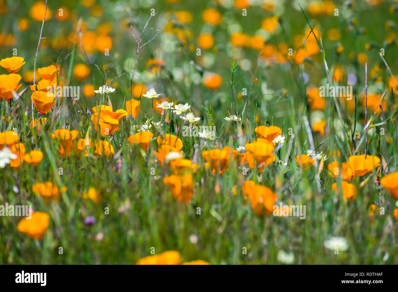 California poppies (Eschscholzia californica) and Cream Cups (Platystemon californicus) wildflowers blooming on a meadow in south San Francisco bay ar Stock Photo