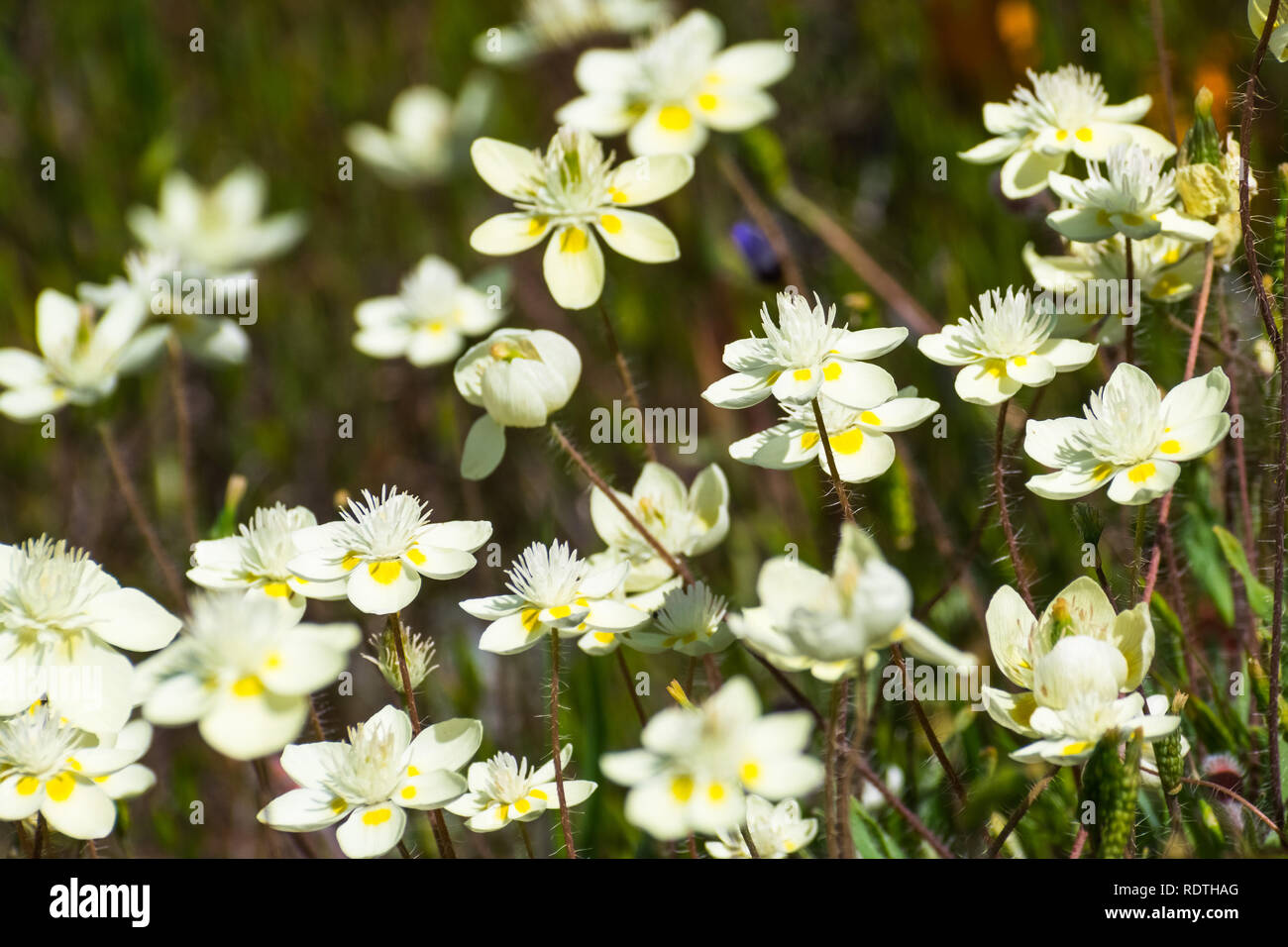 Cream Cups (Platystemon californicus) wildflowers, south San Francisco bay area, Santa Clara county, California Stock Photo