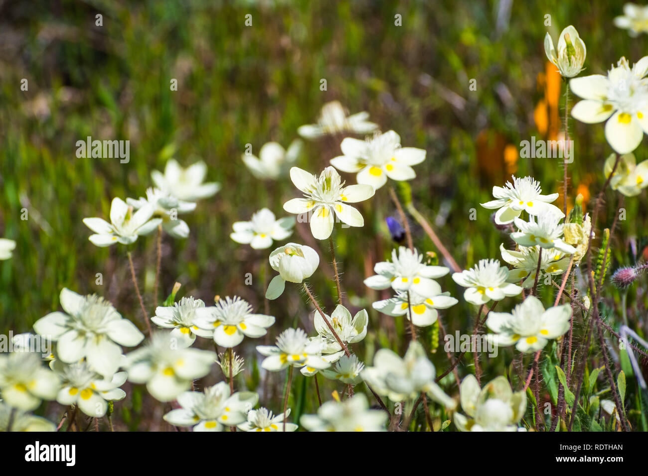 Cream Cups (Platystemon californicus) wildflowers, south San Francisco bay area, Santa Clara county, California Stock Photo