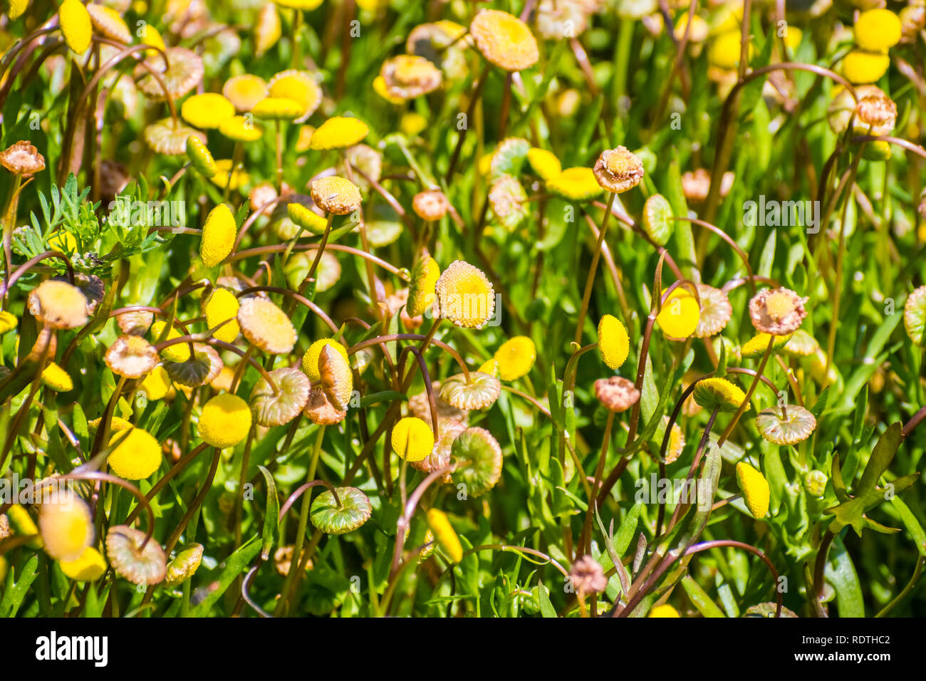 Buttonweed hires stock photography and images Alamy