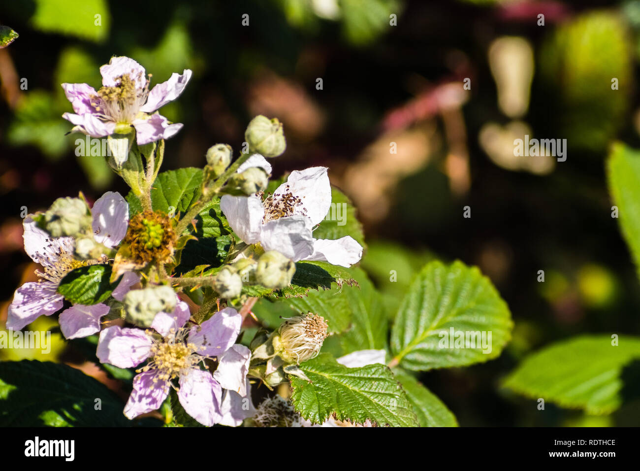 Close up of Himalayan blackberry (Rubus armeniacus) flowers blooming in south San Francisco bay area, California where is considered invasive Stock Photo