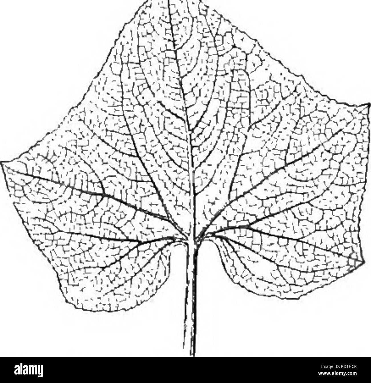Leaves Illustration Stock Illustration - Download Image Now - Art, Botany,  Branch - Plant Part - iStock