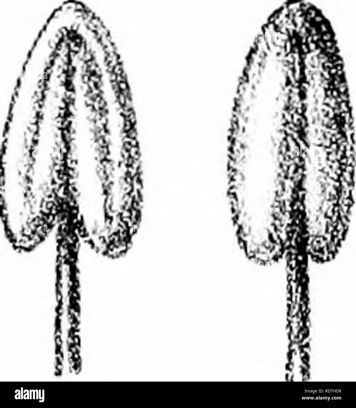 Description And Illustrations Of The Myoporinous Plants Of Australia Vol 2 Lithograms Myoporaceae Botany A A S Ii Gt T Quot Quot Iliswii S R Graffae Ctroedel Amp C Lith F Vimditexil Stsam Litho Fiov Prinfingoffice Mel B Ja Tpa Description And Illustrations Of The Myoporinous Plants Of Australia Vol 2 Lithograms Myoporaceae Botany A A S Ii Gt T Quot Quot Iliswii S R Graffae Ctroedel Amp C Lith F Vimditexil Stsam Litho Fiov Prinfingoffice Mel B Ja Tpa