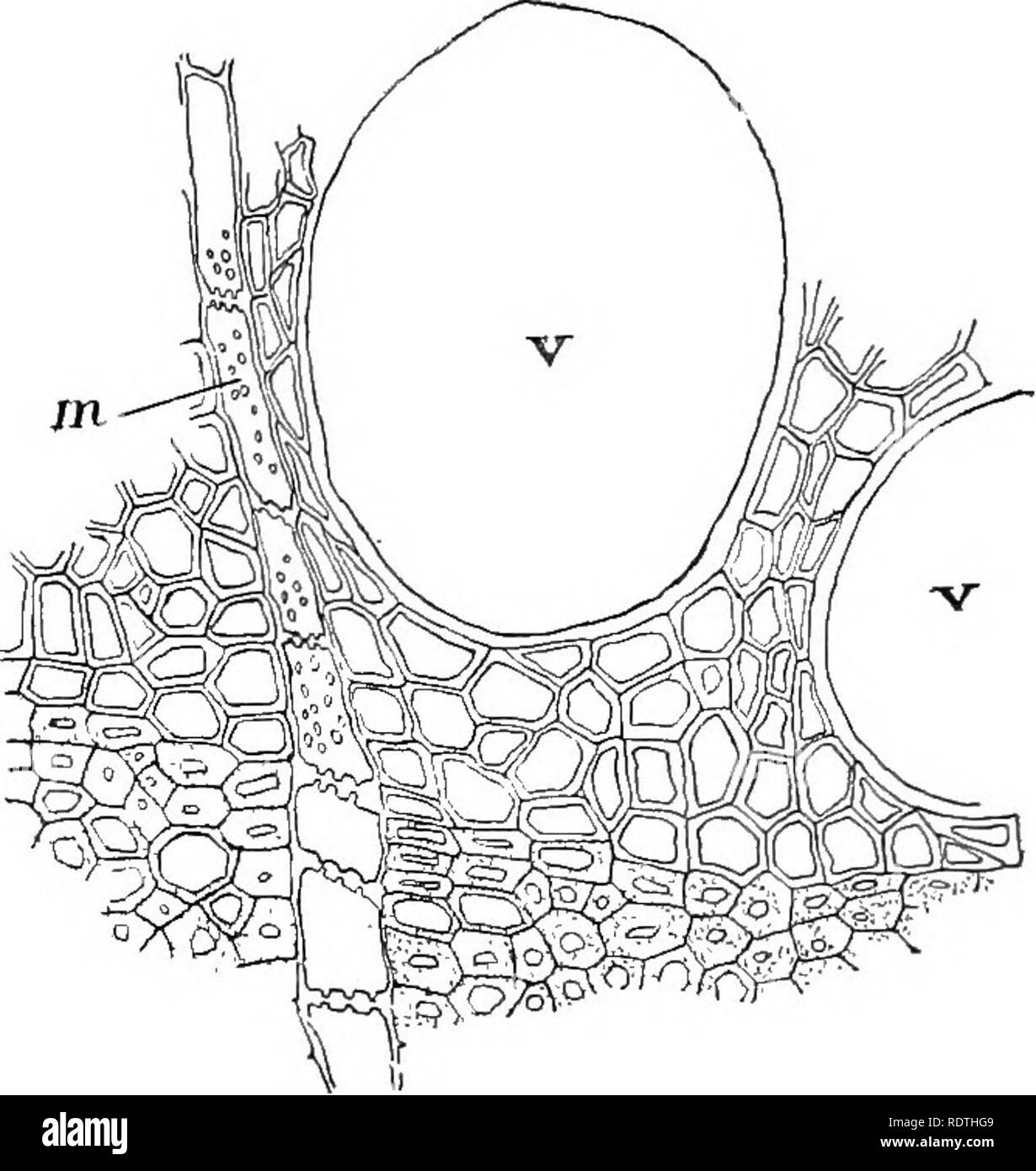 . Nature and development of plants. Botany. Fig. 56. Fig. 57. Fig. 56. Diagram of a cross-section of a stem of black oak four years old; p, pith; I, 2, 3, 4, annual rings of xylem; c, cambium cylinder; ph, phloem; cr, cortex; ch, cork; m, medullary rays. Fig. 57. Magnified view of a portion of one of the bands of black oak in Fig. 56, showing the thick-walled summer wood succeeded by the thinner- walled cells and vessels. This association of cells causes the banded appear- ance of the annual rings of growth, m, medullary rays; v, vessels in the spring wood. produces firmer and denser tissues.  Stock Photo