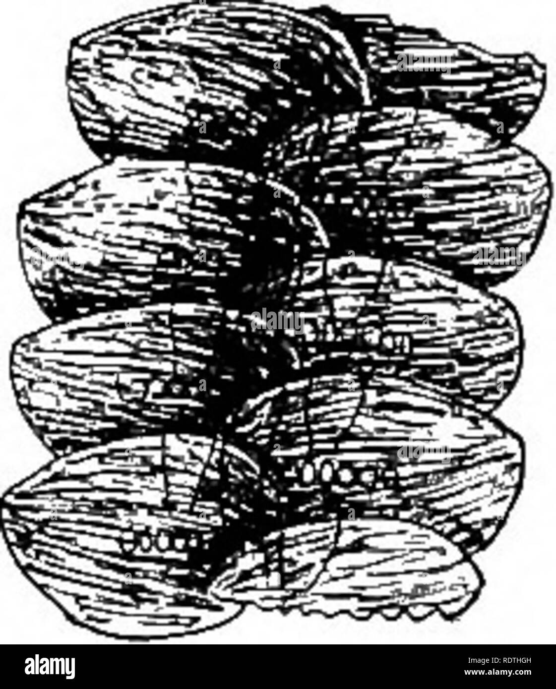 . Elementary botany. Botany. Fig. 62. Fig. 60. Portion of plant of Frullania, a foliose liverwort. Fig. 61. Portion of same more highly magni- fied, showing over- lapping leaves. Under side showing forked nutriment IS under row of leaves and lobes absorbed. of lateral leaves. 170. Nutrition of the mosses.—Among the mosses which are usually common in moist and shaded situations, examples are abundant which are suitable for the study of the organs of absorption. If we take for example a plant of Mnium (M. affine) which is illustrated in fig. 64, we note that it consists of a slender axis with th Stock Photo