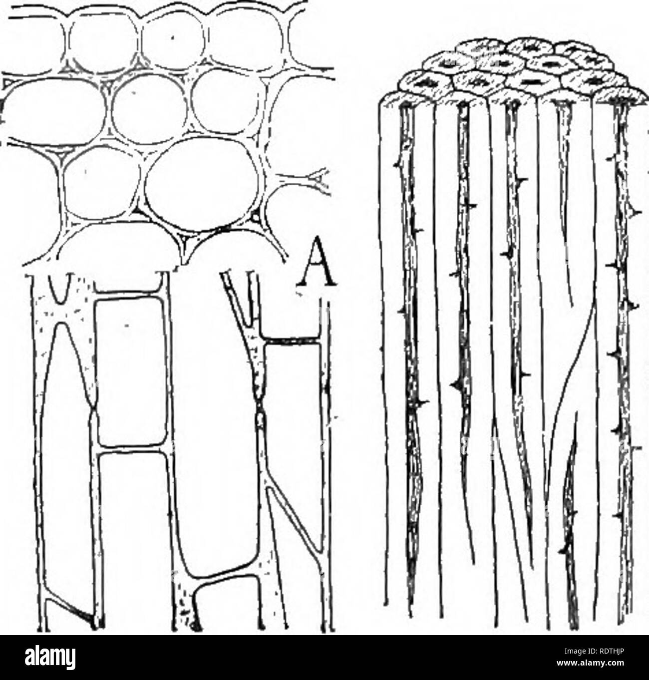 . Nature and development of plants. Botany. 78 STEM STRUCTURE eceiving stations for the carbohydrates during their transport through the stem. The cells in the outer portion of the cortex frequently become thickened and more or less elongated to give strength to the stem. One of the most common modifications of this kind is shown in Fig. 41, .4. This tissue, collenchyma, is characterized by the thickening of the cells at the angles or on all sides and by the silvery luster of the walls. The walls, though very elastic and tough, are capable of growth and so they are especially adapted to the su Stock Photo