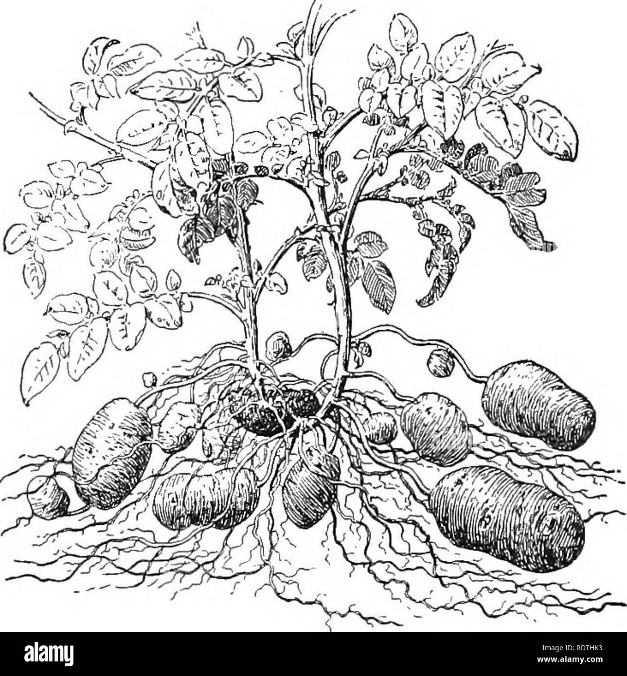 . Essentials of botany. Botany; Botany. 6(0 ESSENTIALS OF BOTANY. Fig. 33. Part of a Potato Plant. The dark tuber in the middle is the one from which the plant has grown.. Please note that these images are extracted from scanned page images that may have been digitally enhanced for readability - coloration and appearance of these illustrations may not perfectly resemble the original work.. Bergen, Joseph Y. (Joseph Young), 1851-1917. Boston, Ginn Stock Photo