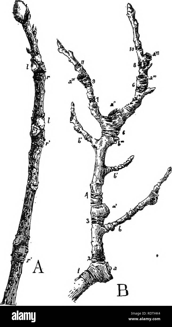 . Nature and development of plants. Botany. NATURE OF PLANTS 73. Fig ...
