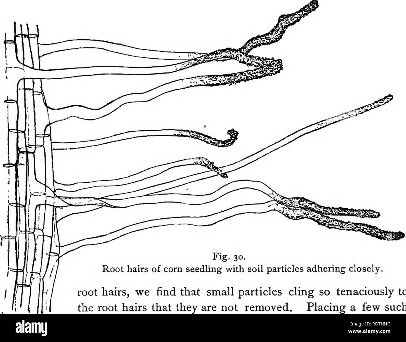 Water under microscope Black and White Stock Photos & Images Alamy