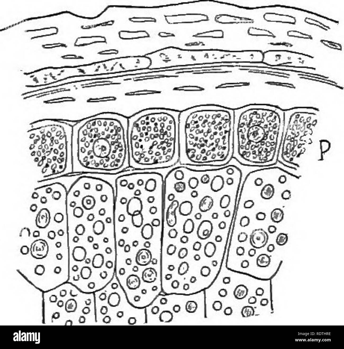 . Nature and development of plants. Botany. FiG. II. Fig. 12. Fig. II. Starch grains: A, from bean. B, from potato. C, compound grain from potato. Fig. 12. Section of the outer portion of a grain of wheat: /&gt;, cells containing proteid grains. The larger cells are filled with starch.—After Strasburger. sided as in the potato (Fig. 11, B). Frequently two or more grains originate in one leucoplast and compound grains result (Fig. II, C). Proteids and other foods are likewise transported in solution to the storage organs where they may or may not be deposited in solid form. This is usually effe Stock Photo