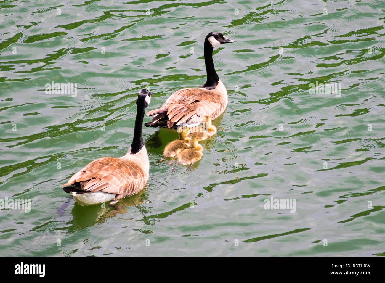 A Canada geese family (parents and three goslings) swimming in Calero reservoir, south San Francisco bay area, California Stock Photo