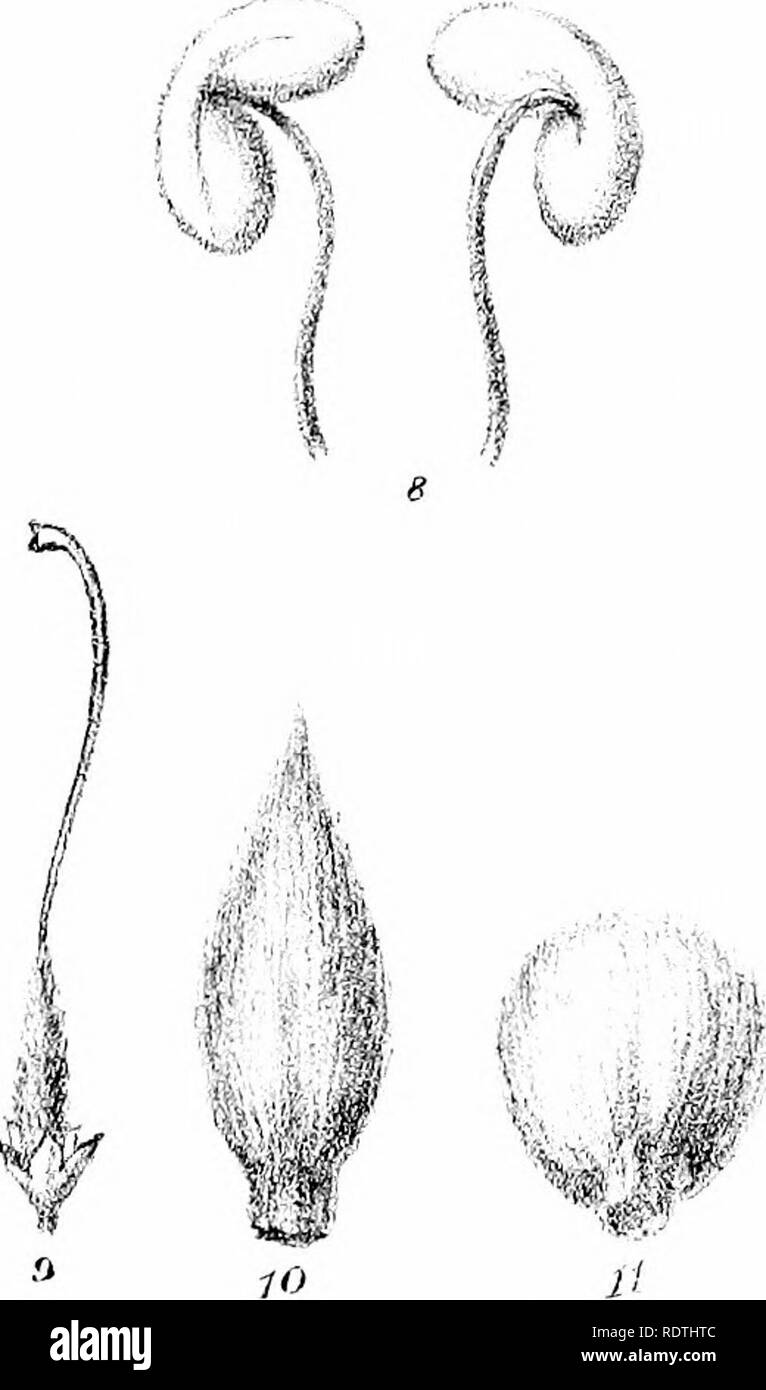 Description And Illustrations Of The Myoporinous Plants Of Australia Vol 2 Lithograms Myoporaceae Botany J Quot I Ipv I Il If Ail F F A R A A A Gt Quot Vjbi