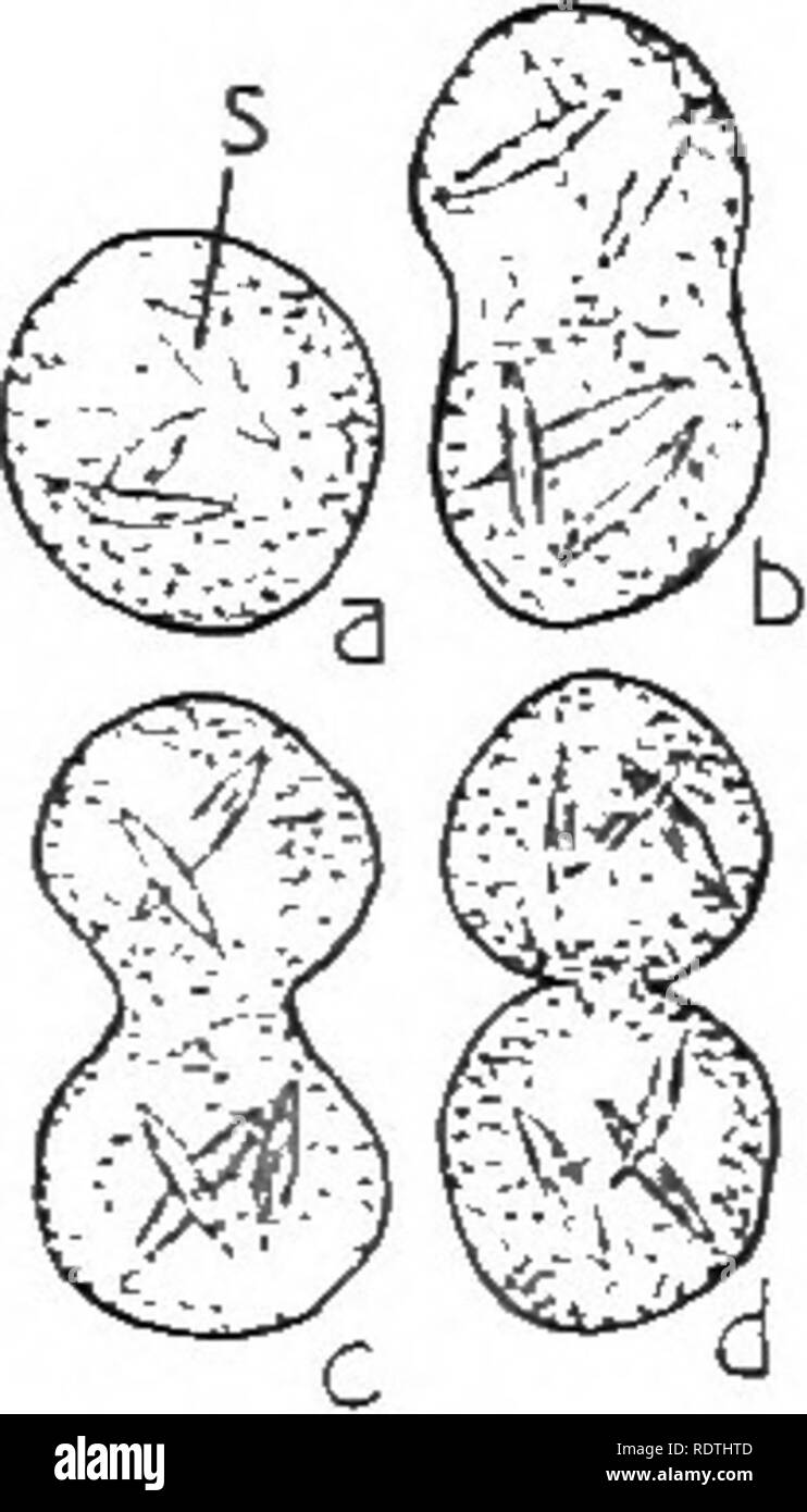 Stored plant parts Cut Out Stock Images & Pictures Alamy