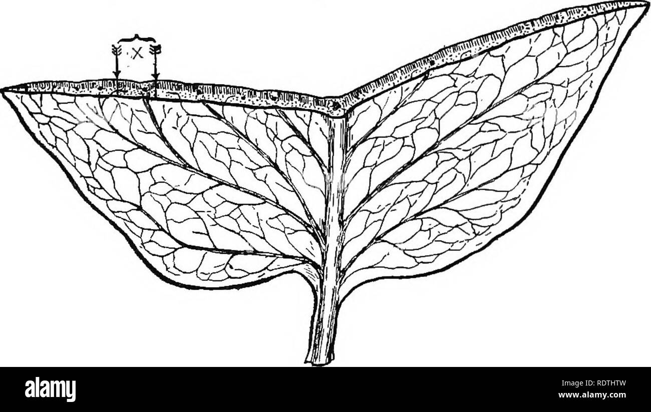 Nature And Development Of Plants Botany 8 The Work Of The