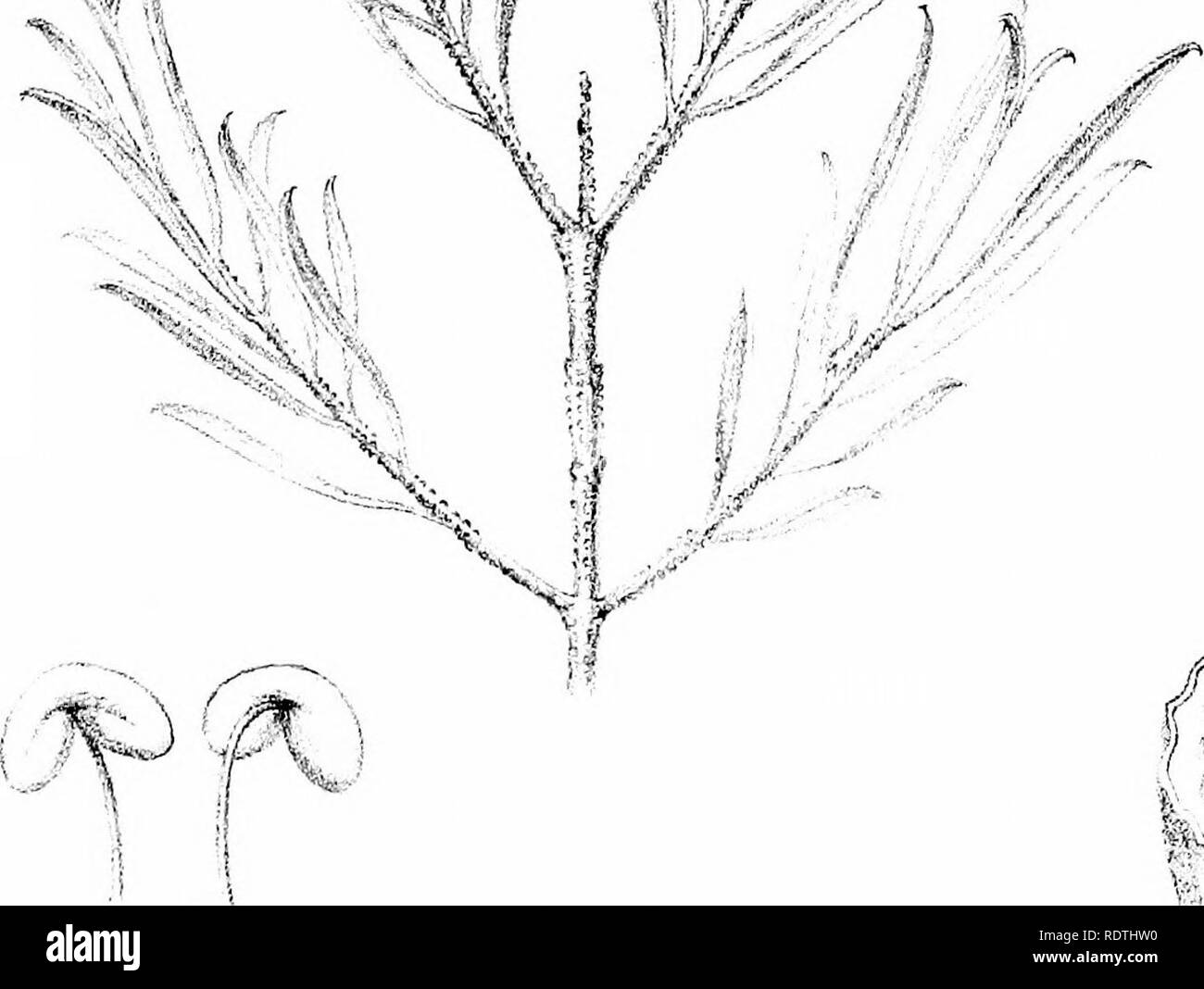 Mell O High Resolution Stock Photography And Images Alamy