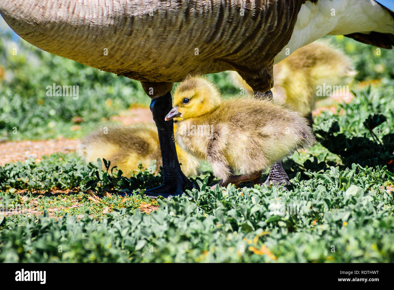 Canada Goose (Branta canadensis) new born chick sitting close to its mother, San Francisco bay area, California Stock Photo