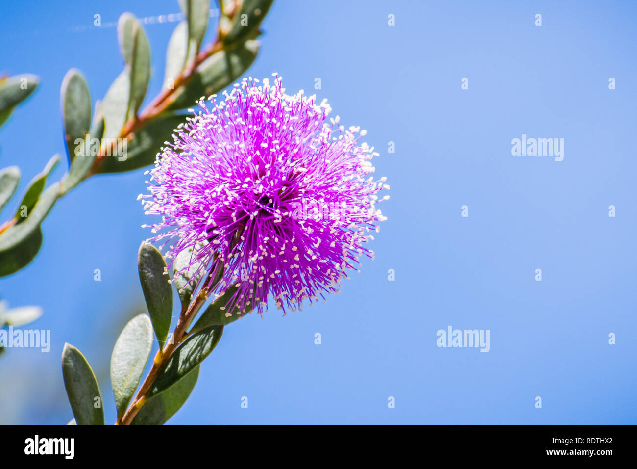 Close up of Showy honey-myrtle (Melaleuca nesophila) flowers which are  native to Australia, blooming in south San Francisco bay area, California wher Stock Photo