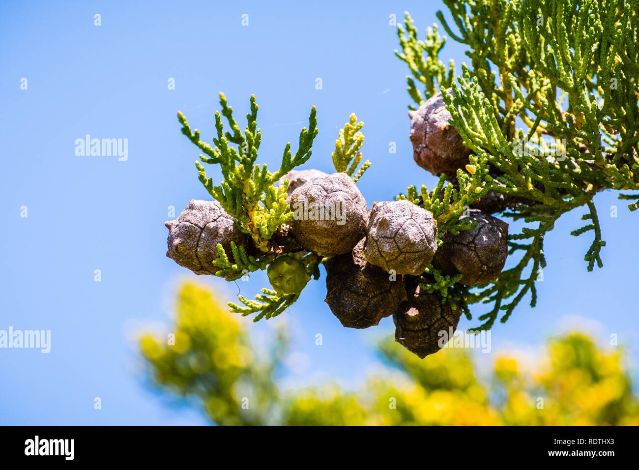 Close up of Monterey Cypress trees (Cupressus macrocarpa) cones on a blue sky background, San Francisco bay area, California Stock Photo