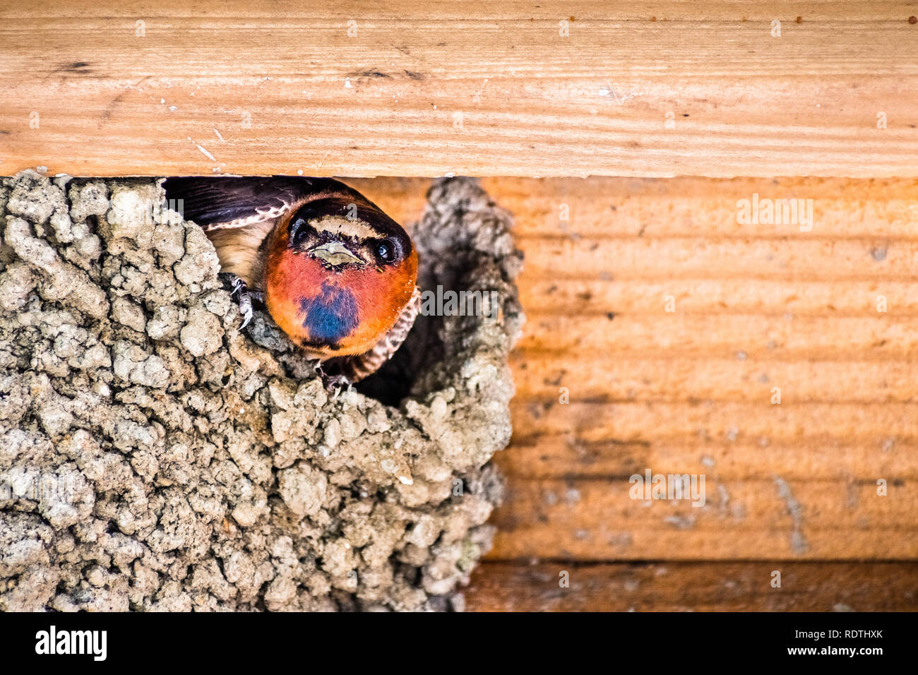 Cliff swallow (Petrochelidon pyrrhonota) trying to build a nest on a wooden ledge, in the spring time, San Francisco bay area, California Stock Photo