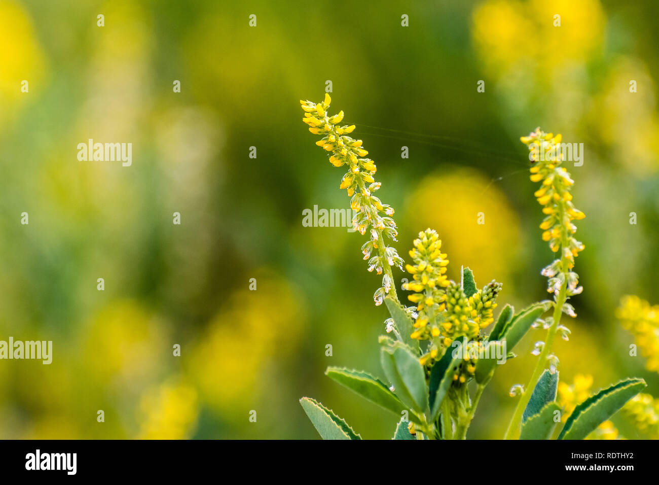 Close up of Annual yellow sweetclover (Melilotus indicus) growing on a meadow in south San Francisco bay area, California; this is native to northern  Stock Photo