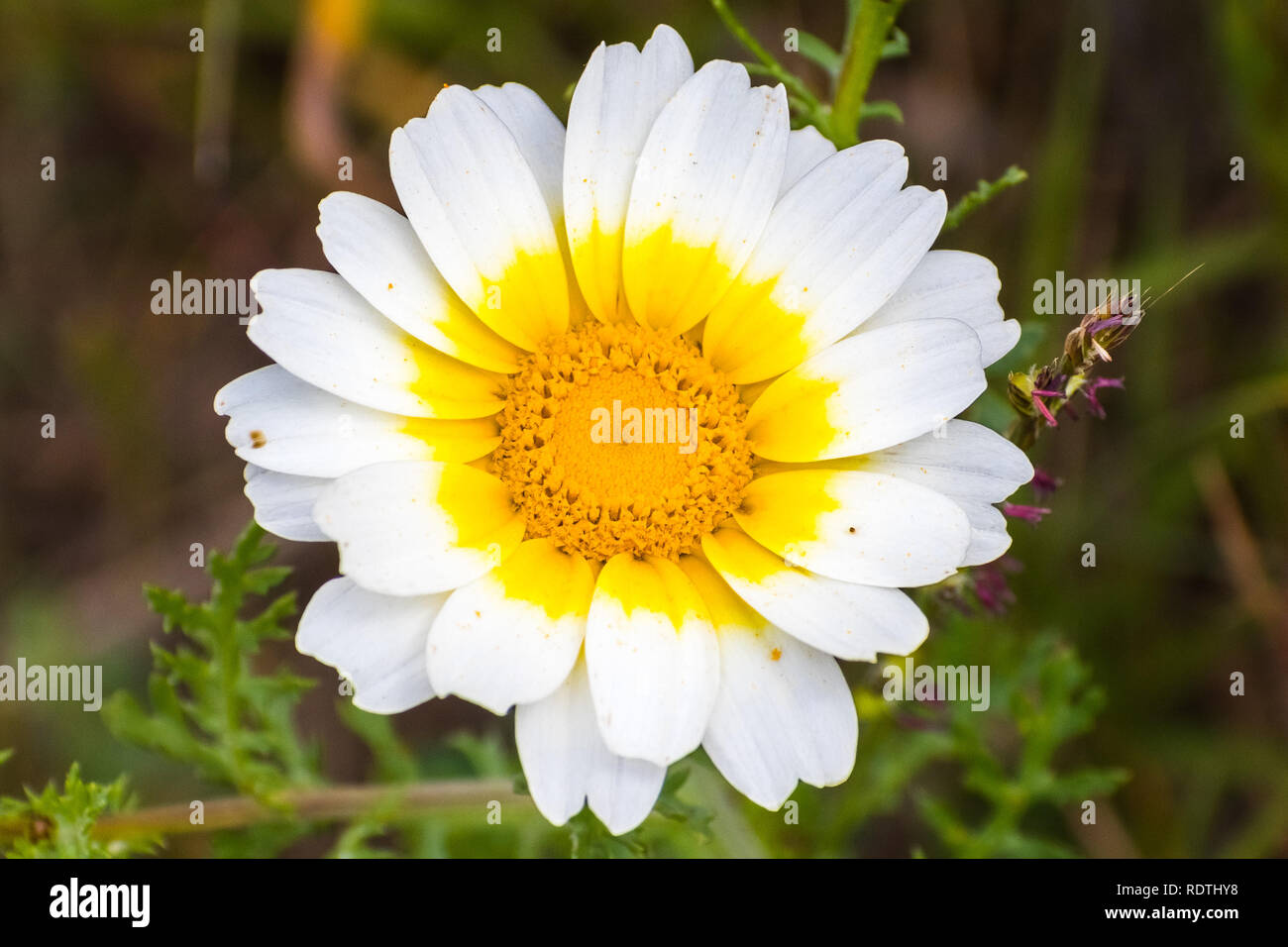 Close up of Crown daisy (Glebionis coronaria), native of the Mediterranean region; naturalized and growing wild in south San Francisco bay area, Calif Stock Photo