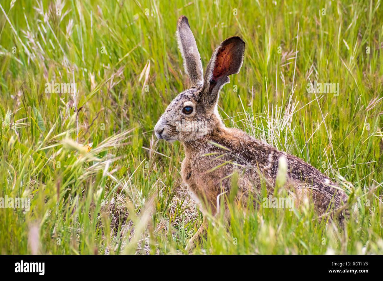 Jack rabbit in field in hires stock photography and images Alamy