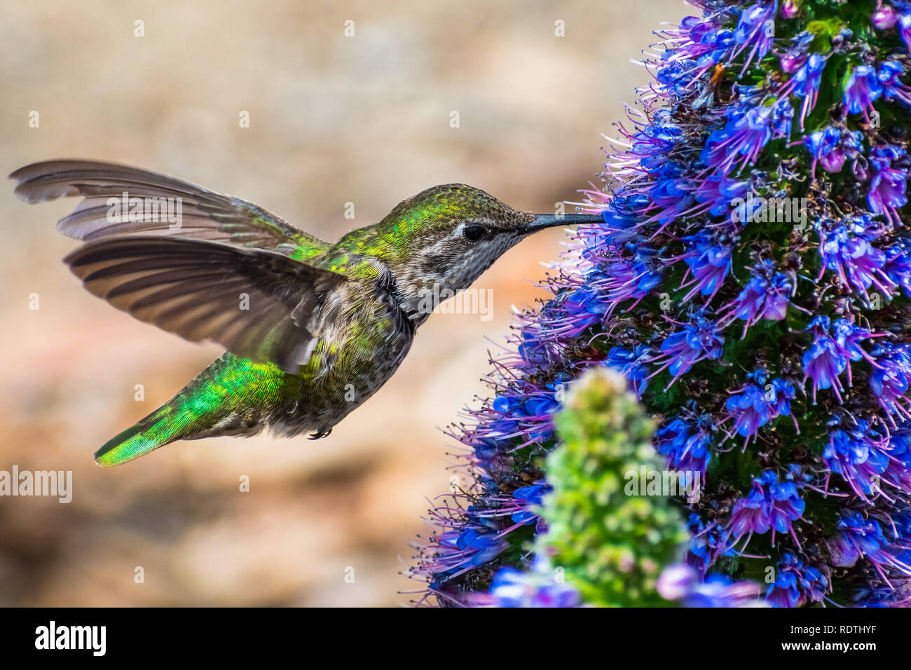 Close up of female Anna's Hummingbird drinking nectar from a Pride of Madeira flower, San Francisco bay area, California Stock Photo