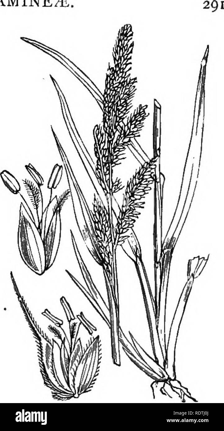 . Illustrations of the British flora: a series of wood engravings, with dissections, of British plants. Botany; Botany. 1165. Panicum Cius-gallij L. Echinochloa Cr.-ga., Eeau. Cockspur P.. Please note that these images are extracted from scanned page images that may have been digitally enhanced for readability - coloration and appearance of these illustrations may not perfectly resemble the original work.. Fitch, W. H. (Walter Hood), 1817-1892; Smith, George Worthington, 1835-1917; Bentham, George, 1800-1884. Handbook of the British flora. London, L. Reeve Stock Photo