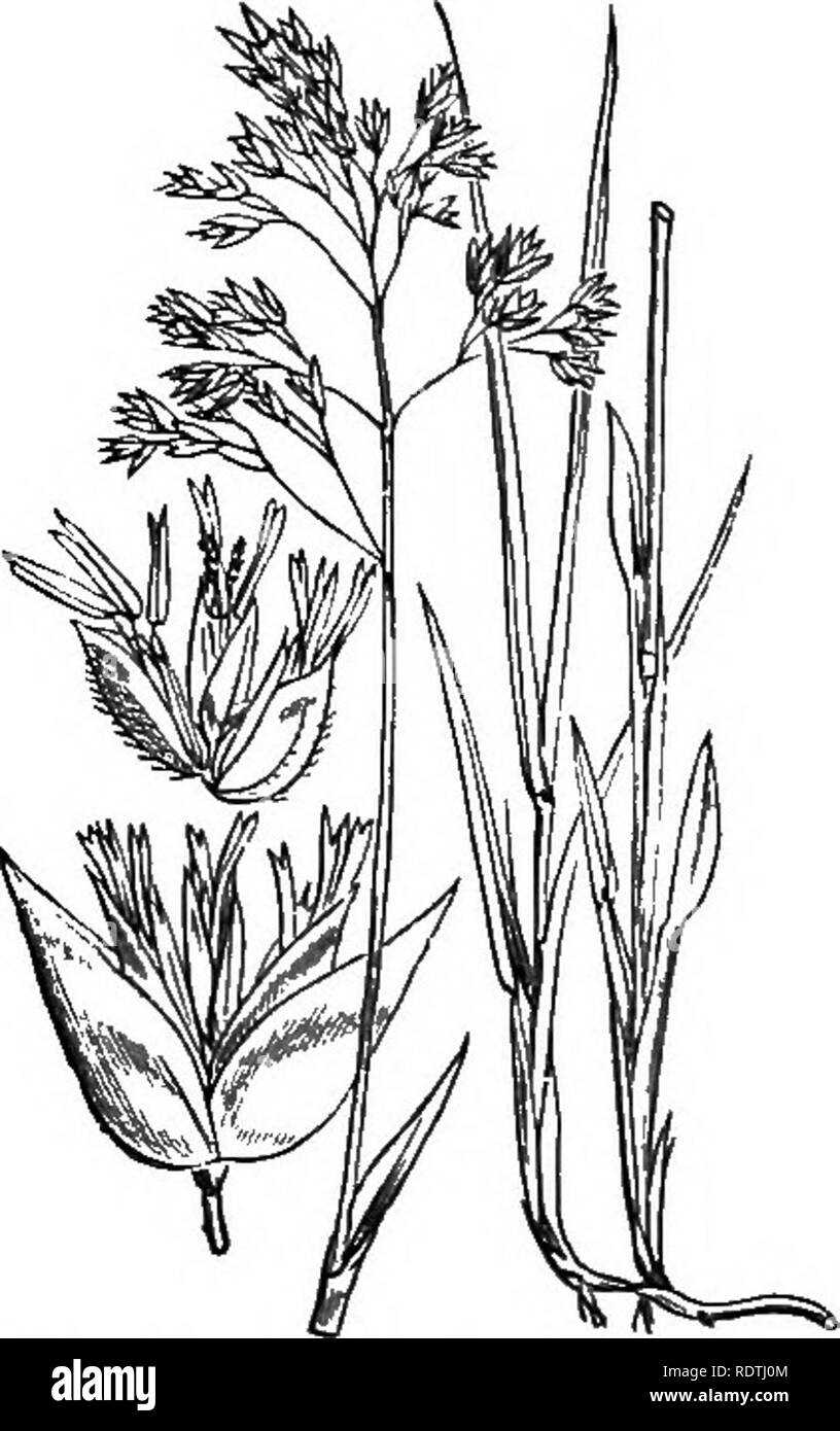 . Illustrations of the British flora: a series of wood engravings, with dissections, of British plants. Botany; Botany. 1164. Panicum viridcj L. Setaria vi., Eeau. Green P.. Please note that these images are extracted from scanned page images that may have been digitally enhanced for readability - coloration and appearance of these illustrations may not perfectly resemble the original work.. Fitch, W. H. (Walter Hood), 1817-1892; Smith, George Worthington, 1835-1917; Bentham, George, 1800-1884. Handbook of the British flora. London, L. Reeve Stock Photo