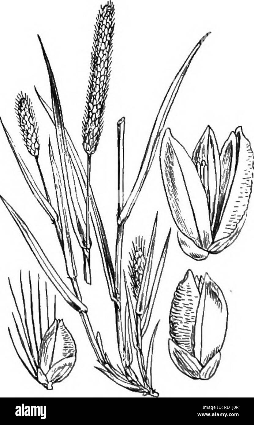 . Illustrations of the British flora: a series of wood engravings, with dissections, of British plants. Botany; Botany. 1162. Panicum verticillatum, L. Setaria ve., Beau. Roiigh P.. 1163. Panicum glaiicuni, L. S^taiia gl., Beau. Glaucous P.. Please note that these images are extracted from scanned page images that may have been digitally enhanced for readability - coloration and appearance of these illustrations may not perfectly resemble the original work.. Fitch, W. H. (Walter Hood), 1817-1892; Smith, George Worthington, 1835-1917; Bentham, George, 1800-1884. Handbook of the British flora. L Stock Photo