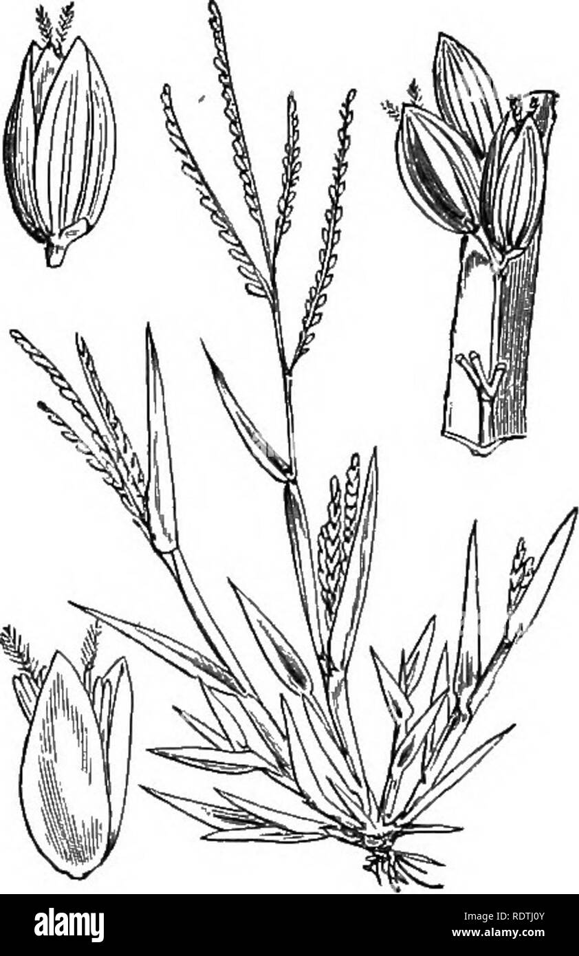 . Illustrations of the British flora: a series of wood engravings, with dissections, of British plants. Botany; Botany. 1160. Panicvim sanguinale, L. 1161. Panicum glabrum, Gaud. Fingered P. P. lincare, Kro. ; Digitaria humifusa, Pers. Glabrous P.. Please note that these images are extracted from scanned page images that may have been digitally enhanced for readability - coloration and appearance of these illustrations may not perfectly resemble the original work.. Fitch, W. H. (Walter Hood), 1817-1892; Smith, George Worthington, 1835-1917; Bentham, George, 1800-1884. Handbook of the British f Stock Photo