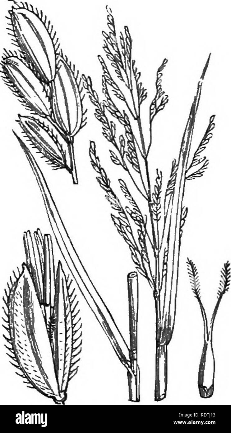 . Illustrations of the British flora: a series of wood engravings, with dissections, of British plants. Botany; Botany. 1156. Carex vesicaria, L. Bladder C. 1157. Carex paludosa, GooJ. C. acutiformis, Ehr. Marsh C. LXXXIX. GRAMIXE.E.. Please note that these images are extracted from scanned page images that may have been digitally enhanced for readability - coloration and appearance of these illustrations may not perfectly resemble the original work.. Fitch, W. H. (Walter Hood), 1817-1892; Smith, George Worthington, 1835-1917; Bentham, George, 1800-1884. Handbook of the British flora. London,  Stock Photo