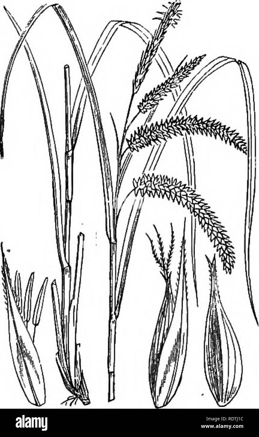 . Illustrations of the British flora: a series of wood engravings, with dissections, of British plants. Botany; Botany. 1154. Carex pendula, Huds. Pendulous C,. 1153. Carex Pseudo-cyperus, L. Cypents-like C.. Please note that these images are extracted from scanned page images that may have been digitally enhanced for readability - coloration and appearance of these illustrations may not perfectly resemble the original work.. Fitch, W. H. (Walter Hood), 1817-1892; Smith, George Worthington, 1835-1917; Bentham, George, 1800-1884. Handbook of the British flora. London, L. Reeve Stock Photo