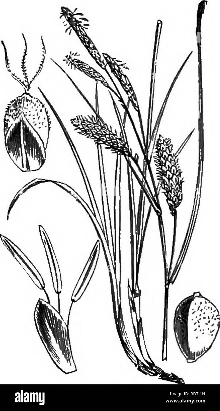 . Illustrations of the British flora: a series of wood engravings, with dissections, of British plants. Botany; Botany. 114S. Carex capillaris, L. Capiliary C.. Please note that these images are extracted from scanned page images that may have been digitally enhanced for readability - coloration and appearance of these illustrations may not perfectly resemble the original work.. Fitch, W. H. (Walter Hood), 1817-1892; Smith, George Worthington, 1835-1917; Bentham, George, 1800-1884. Handbook of the British flora. London, L. Reeve Stock Photo