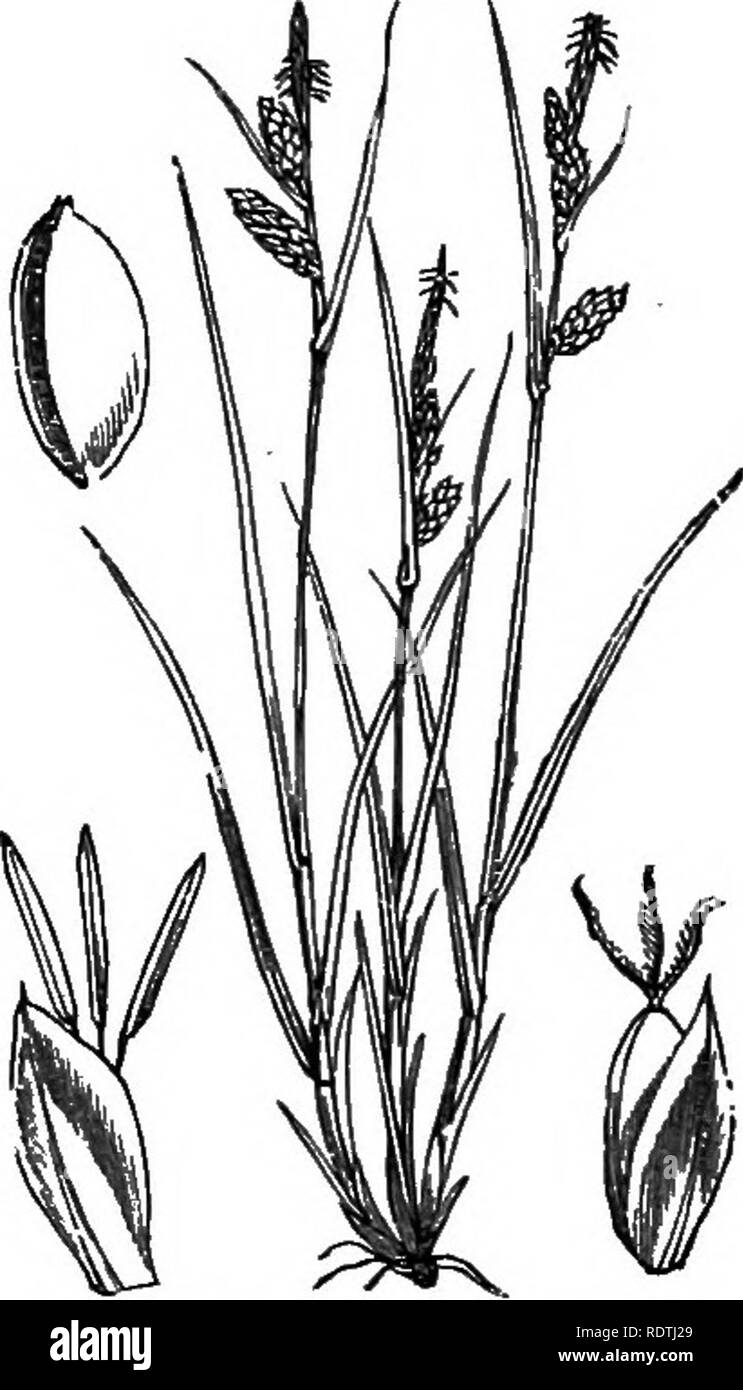. Illustrations of the British flora: a series of wood engravings, with dissections, of British plants. Botany; Botany. 1140. Carex filiformis, L. C. lasiocarpn, Ehr. Slender C.. Please note that these images are extracted from scanned page images that may have been digitally enhanced for readability - coloration and appearance of these illustrations may not perfectly resemble the original work.. Fitch, W. H. (Walter Hood), 1817-1892; Smith, George Worthington, 1835-1917; Bentham, George, 1800-1884. Handbook of the British flora. London, L. Reeve Stock Photo