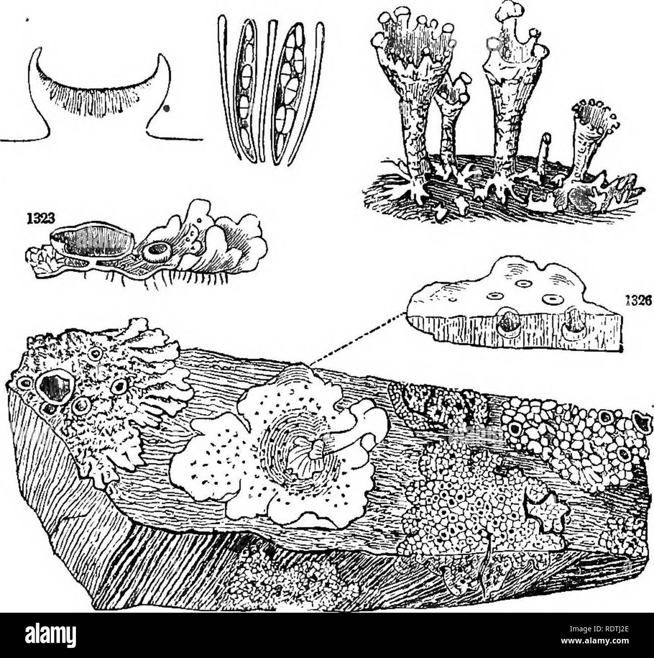 . Introduction to structural and systematic botany, and vegetable physiology. Botany. 506 ILLTJSTKATIONS OF THE NATURAL ORDERS. the upper they draw their nourishment directly from the air. The fructification is in cups, or shields (apotkecid),'resting on the surface of the thallus, or more or less immersed in its substance, or else in pulverulent spots scattered over the surface. A magnified section through an apothecium (Fig. 1324) brings to view a stratum of elongated sacs (asci), with filaments intermixed, as seen detached and highly magnified at Fig. 1325. Each asms, or sac, contains a few Stock Photo