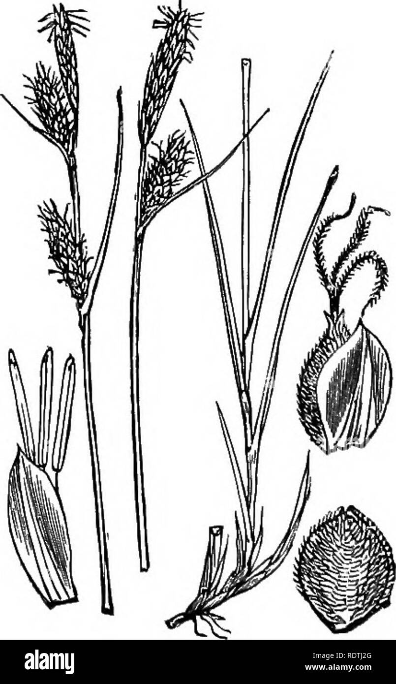 . Illustrations of the British flora: a series of wood engravings, with dissections, of British plants. Botany; Botany. 1138, Carex pilulifera, L, Fill-headed C, U39. Carejf tomentosa, L.. Please note that these images are extracted from scanned page images that may have been digitally enhanced for readability - coloration and appearance of these illustrations may not perfectly resemble the original work.. Fitch, W. H. (Walter Hood), 1817-1892; Smith, George Worthington, 1835-1917; Bentham, George, 1800-1884. Handbook of the British flora. London, L. Reeve Stock Photo