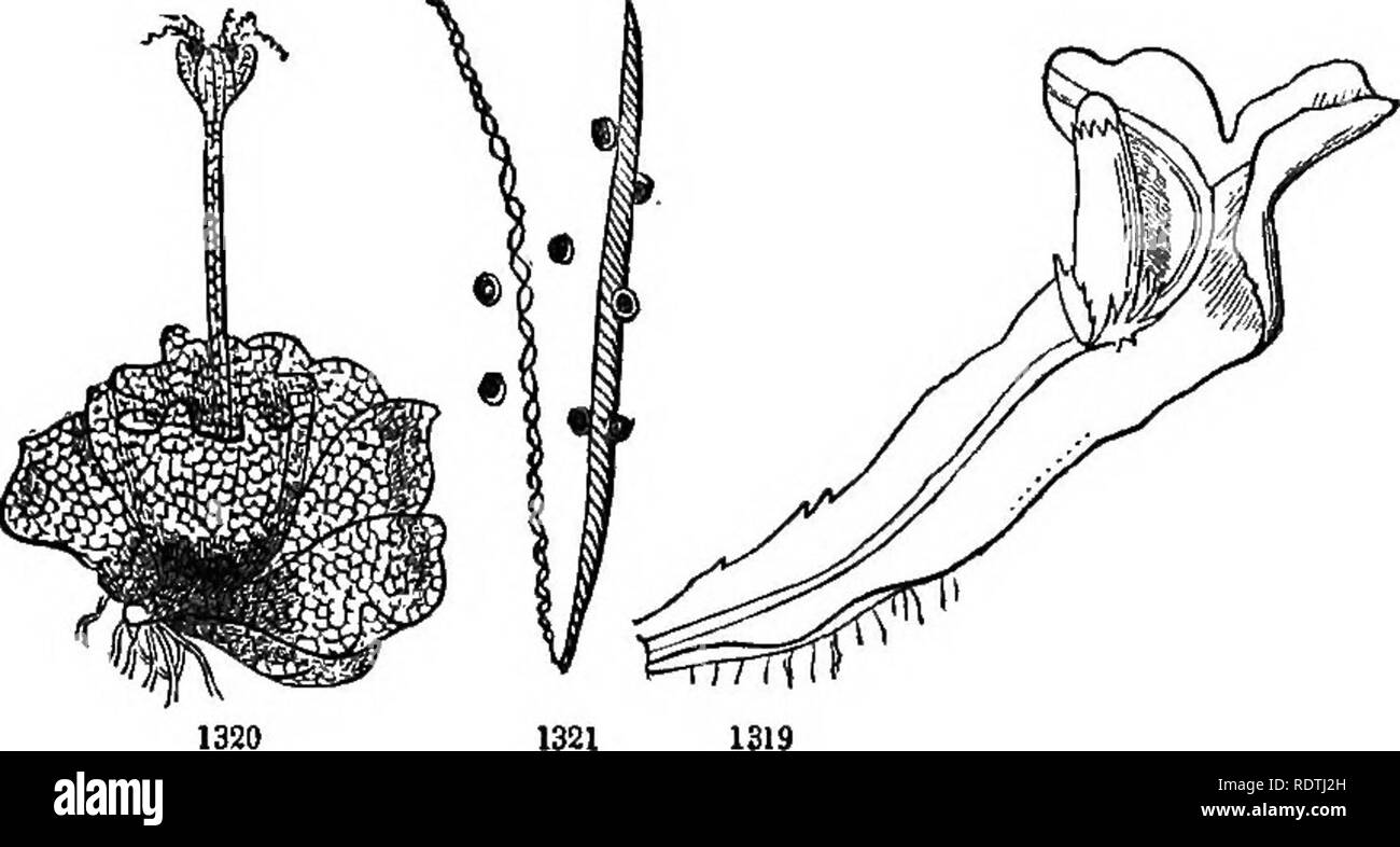. Introduction to structural and systematic botany, and vegetable physiology. Botany. CEYPTOGAMOUS OR FLOWEKLESS PLANTS. 505 sporangia from the under side: these open variously, but are not four-valved. Elaters with two spiral fibres.. 977. Sul)Ord. Jungermanniacea!. Frondose or mostly foliaceous plants; with the sporangium dehiscent into four valves, and' the spores mixed with elaters. Class V. Thallophytes. Vegetables composed of parenchyma alone, forming a mass or stratum (thallus, 109, 727), or consisting of a congeries of cells, or even of separate cells, never exhibiting a marked distinc Stock Photo