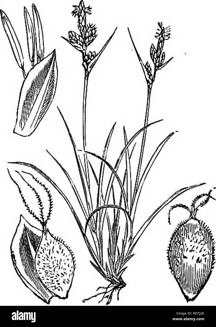 . Illustrations of the British flora: a series of wood engravings, with dissections, of British plants. Botany; Botany. 1136. Carex prsecox, Jacq.  C. verna, Cha., caryophyllei, Lat. Vernal C. 1137. Carex montana, L. Mountain C.. Please note that these images are extracted from scanned page images that may have been digitally enhanced for readability - coloration and appearance of these illustrations may not perfectly resemble the original work.. Fitch, W. H. (Walter Hood), 1817-1892; Smith, George Worthington, 1835-1917; Bentham, George, 1800-1884. Handbook of the British flora. London, L. Re Stock Photo