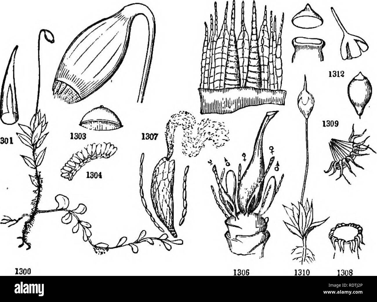 . Introduction to structural and systematic botany, and vegetable physiology. Botany. CRTPTOGAMOUS OK FLOWEKLESS PLANTS. 503 peristome), which are always some, multiple of four: those of the outer row are called teeth, of the inner, cilia. The spores which fill the cavity commonly appear like an impalpable greenish powder. The pedicel continued through the capsule forms the columella: en- larged under the capsule it sometimes forms an apophysis. The. calyptra separating early at its base is carried up on the apex of the capsule; if it splits on one side, it is hood-shaped or cuculliform, if no Stock Photo
