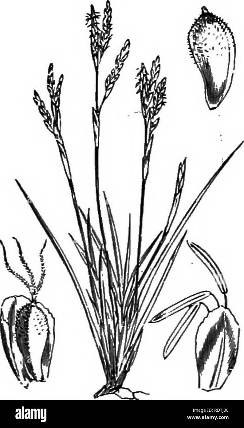 . Illustrations of the British flora: a series of wood engravings, with dissections, of British plants. Botany; Botany. 1133. Carex atrata, L. £/ac/i C.. 1134. Carex humilis, Leip. 1135. Carex digitata, L. FiJigered C.. Please note that these images are extracted from scanned page images that may have been digitally enhanced for readability - coloration and appearance of these illustrations may not perfectly resemble the original work.. Fitch, W. H. (Walter Hood), 1817-1892; Smith, George Worthington, 1835-1917; Bentham, George, 1800-1884. Handbook of the British flora. London, L. Reeve Stock Photo