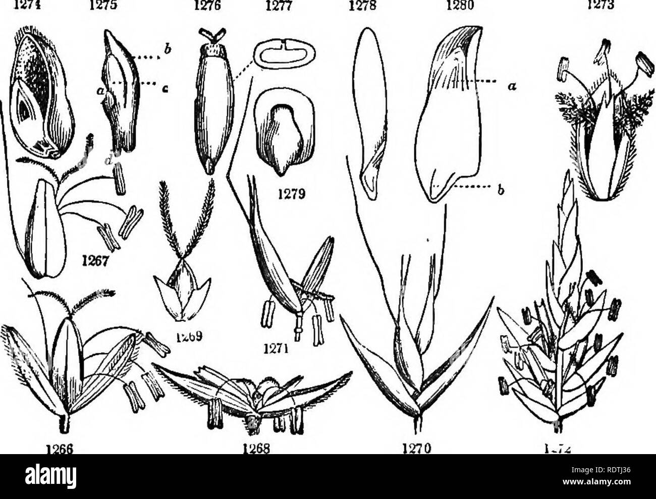 . Introduction to structural and systematic botany, and vegetable physiology. Botany. 498 ILLUSTRATIONS OF THE NATURAL ORDERS. hilum (Fig. 126-128, 622-624). —^x. Agrostis, Phleum, Poa, Festuca, which are the principal meadow and pasture grasses: Ory- za (Eice), Zea (Maize), Avena (the Oat), Triticum (Wheat), Secale (Rye), Hordeum (Barley), are the cliief cereal plants, cultivated for their farinaceous seeds. This universally diffused order is one of the largest of the vegetable kingdom, and doubtless the most impor- tant ; the floury albumen of the seeds and the nutritious herbage constitutin Stock Photo