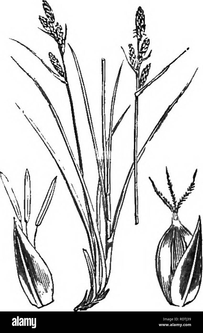 . Illustrations of the British flora: a series of wood engravings, with dissections, of British plants. Botany; Botany. II. Monocotyledons'] LXXXVIII. CYPERACE^  28.;. [132. Carex Biixbaumii, Wahl. C. fiisca. All., polygama, Schk. Buxbauiii's C,. Please note that these images are extracted from scanned page images that may have been digitally enhanced for readability - coloration and appearance of these illustrations may not perfectly resemble the original work.. Fitch, W. H. (Walter Hood), 1817-1892; Smith, George Worthington, 1835-1917; Bentham, George, 1800-1884. Handbook of the British fl Stock Photo