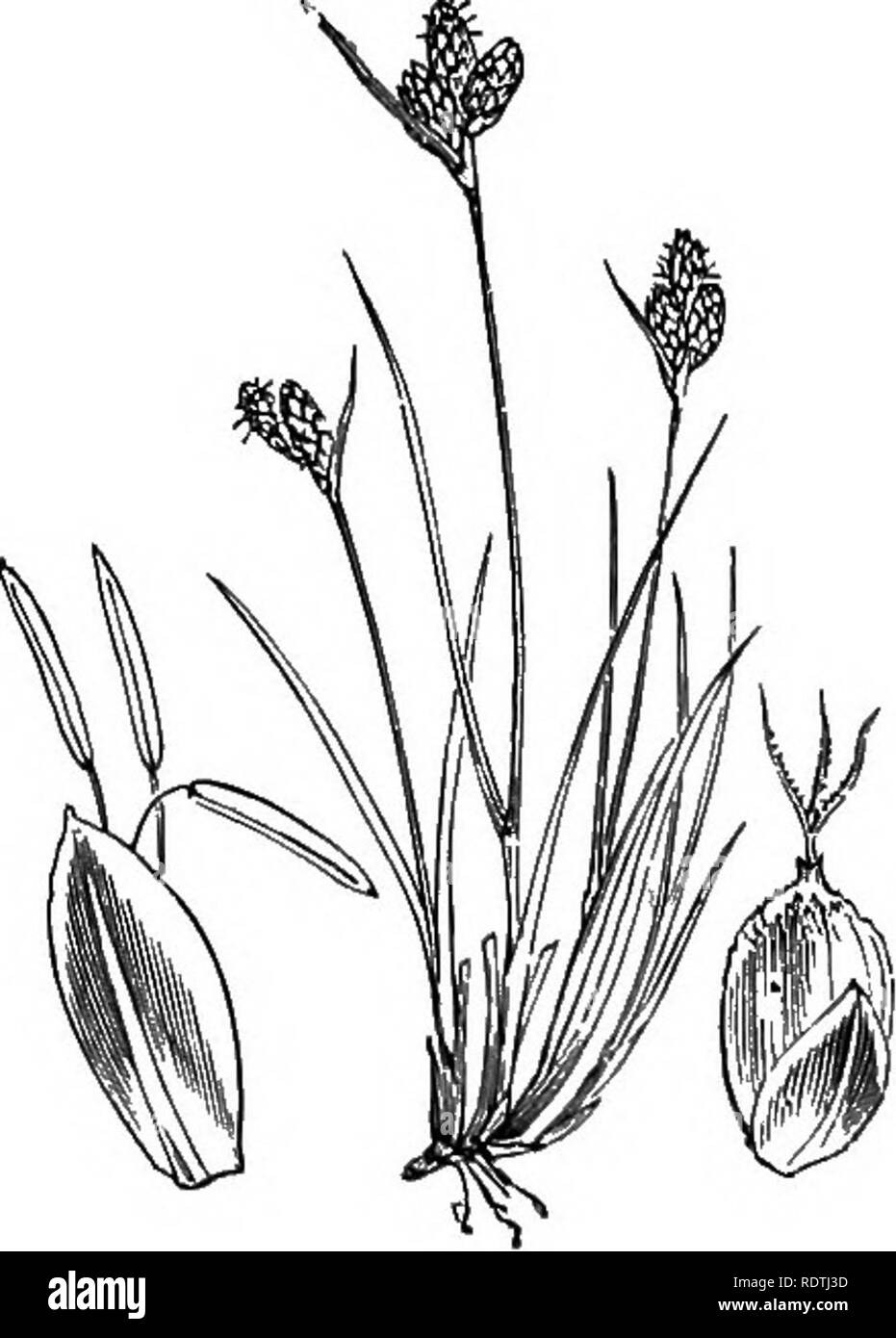 . Illustrations of the British flora: a series of wood engravings, with dissections, of British plants. Botany; Botany. 1129. Carex cKfpitosa, L. Tn/ted C.. 1130. Carex acuta, L. C. gracilis. Curt. Acute C. Ii3r. Caiex alpina, SY. C. Halleri, Gunn. Alpine C.. Please note that these images are extracted from scanned page images that may have been digitally enhanced for readability - coloration and appearance of these illustrations may not perfectly resemble the original work.. Fitch, W. H. (Walter Hood), 1817-1892; Smith, George Worthington, 1835-1917; Bentham, George, 1800-1884. Handbook of t Stock Photo