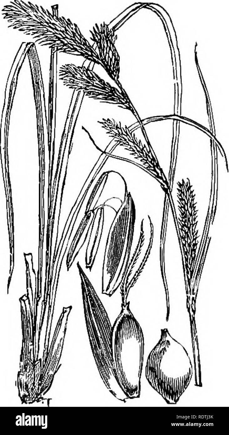 . Illustrations of the British flora: a series of wood engravings, with dissections, of British plants. Botany; Botany. 1128. Carex saxatilis, L, Russet C.. Please note that these images are extracted from scanned page images that may have been digitally enhanced for readability - coloration and appearance of these illustrations may not perfectly resemble the original work.. Fitch, W. H. (Walter Hood), 1817-1892; Smith, George Worthington, 1835-1917; Bentham, George, 1800-1884. Handbook of the British flora. London, L. Reeve Stock Photo