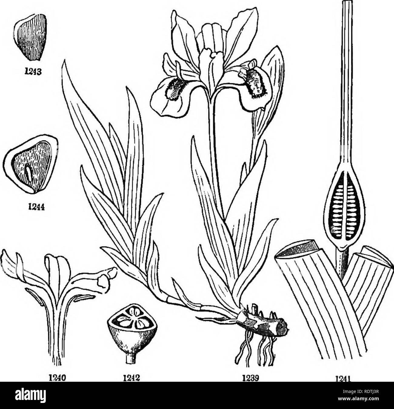 . Introduction to structural and systematic botany, and vegetable physiology. Botany. ENDOGENOUS OK MONOCOTYLEDONOUS PLANTS. 491 corms, &amp;c. contain starch, with some volatile acrid matter. Those of Iris cristata are very pungent; those of I. versicolor, &amp;c. are. drastic. Orris-root is the dried rhizoma of Iris florentina, of South- ern Europe. The true Saffron consists of the dried orange-colored stigmas of Crocus sativus. 943. Ord. Amaryllldacea; {Amaryllis Family). Bulbous plants (sometimes with fibrous roots), bearing showy flowers mostly on scapes. Perianth regular, or nearly so; t Stock Photo