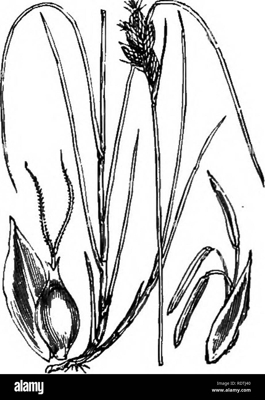. Illustrations of the British flora: a series of wood engravings, with dissections, of British plants. Botany; Botany. 1124. Carex muricata, L. Prickly C. 1125. Carex arenaria, L. Saiid C.. Please note that these images are extracted from scanned page images that may have been digitally enhanced for readability - coloration and appearance of these illustrations may not perfectly resemble the original work.. Fitch, W. H. (Walter Hood), 1817-1892; Smith, George Worthington, 1835-1917; Bentham, George, 1800-1884. Handbook of the British flora. London, L. Reeve Stock Photo